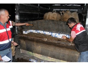 Koyun yüklü kamyonette 6 bin 760 paket kaçak sigara ele geçirildi