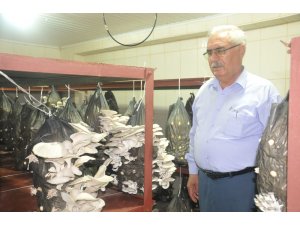 Mantar yetiştiriciliği kursunda istiridye mantarı hasadı yapıldı