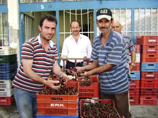 Hadim'de kiraz üreticileri umduklarını bulamadı