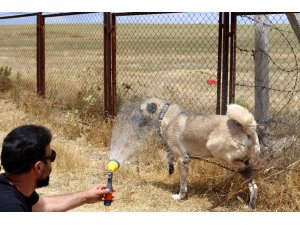 Kangal köpeği "soğuk duş" ile serinliyor