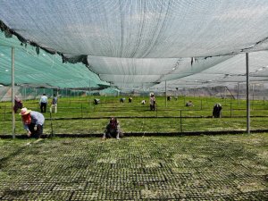 Fidanlar kadınların elinde hayat buluyor