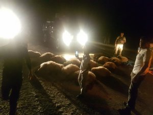 Araç sürüye daldı: 20 koyun telef oldu