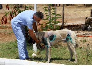 Otomobilin arkasına bağlanan köpek bakıma alındı