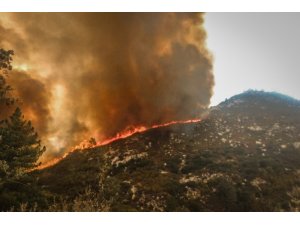 Kaliforniya’da OHAL ilan edildi