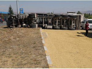 Tır devrildi, tonlarca arpa karayoluna saçıldı