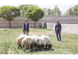 Ahlat’ta hayvan hırsızlığı