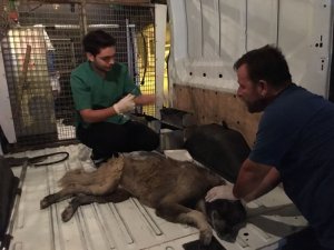 Çuval içinde bulunan köpek kurtarıldı