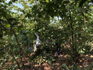 Alaplı’da fındık hasadı erken başladı