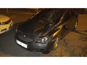 Hatay’da limandan kaçan anguslar kazaya neden oldu: 1 yaralı
