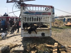 Ağrı’da trafik kazası: 20 hayvan telef oldu