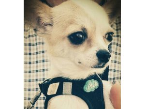 İnternetten tanıştığı şahsa köpeğini emanet eden 13 yaşındaki genci hastanelik oldu