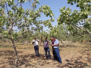 Siirt’te fıstık bahçelerinde rekolte çalışması