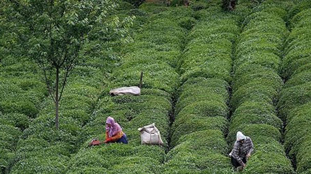 "İkinci sürgünde 267 bin ton yaş çay aldık"