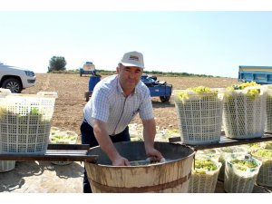 Üzüm kesim işçi ücretleri belirlendi