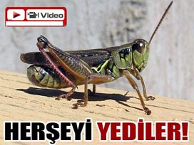 Antalya'da çekirge istilası    VİDEO