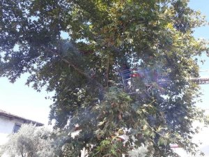 Yavru kedi itfaiye ekiplerince kurtarıldı