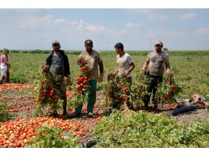 Karacabey Ovası’nda domates hasadı başladı