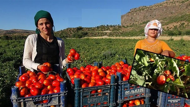 Karacabey Ovası'nda domates hasadı başladı