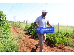 İhtiyaç sahiplerine organik meyve yardımı