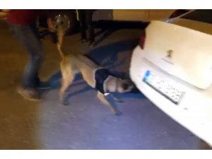 Narkotik köpeği ‘Çakı’ araçtaki gizli esrarı buldu