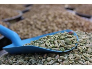 Antep fıstığının fiyatı düşüyor