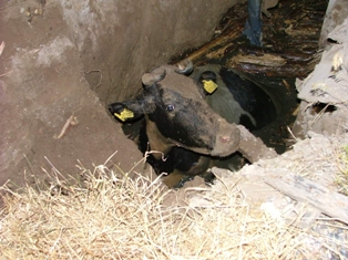 inek  foseptik çukurunda mahsur kaldı