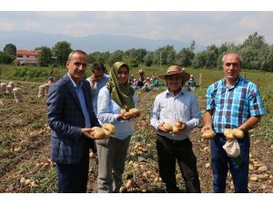 Bolu, patates hasatı başladı