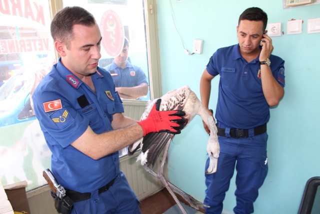 Yaralı flamingoya jandarma sahip çıktı