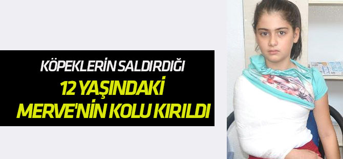 Köpeklerin Saldırdığı 12 Yaşındaki Merve'nin Kolu Kırıldı