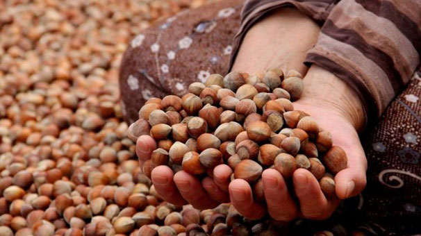 "Fındıkta 18-20 liranın altında fiyat üreticiyi mağdur eder"