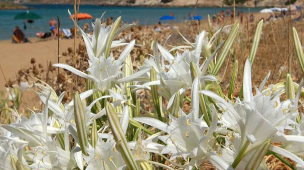 Kum zambağını koparmanın cezası 48 bin lira