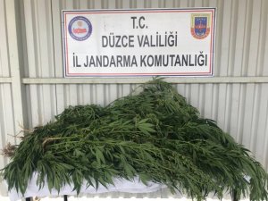 Jandarma’dan kenevir operasyonu