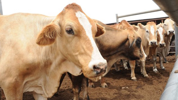 250 Bin Düve Projesi'nde ilk teslimatlar eylülde