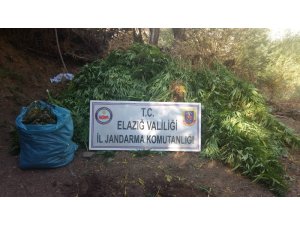 Elazığ’da 4 bin kök Hint keneviri ve 15 kilo esrar ele geçirildi