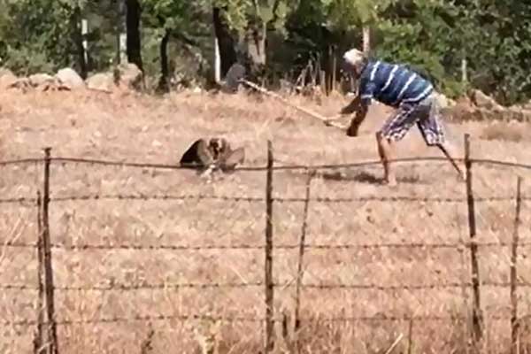 Şahini kürekle vurarak öldüren kişiye ceza