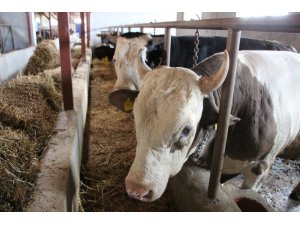 Doğan: “Kimse kurbanlık bulamayacağım diye telaş yapmasın”