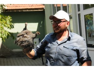 Kırıkkale'de kene ile mücadele