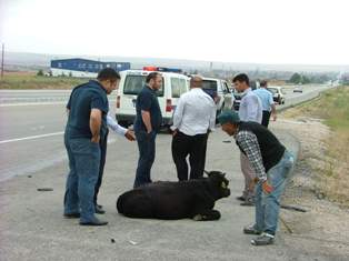 Alkollü sürücü 6 hayvanı telef ediyordu