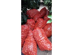 Hırsızlar limon bahçelerine dadandı