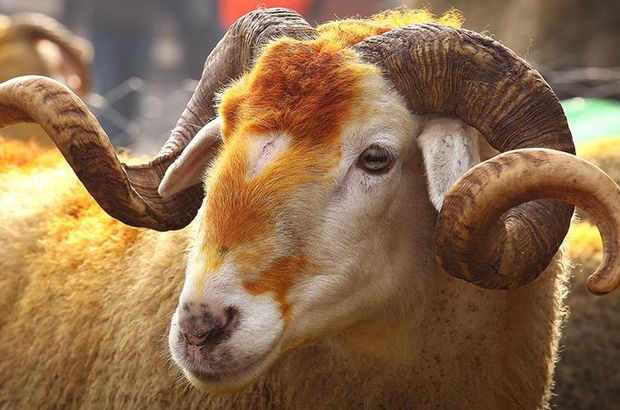 Kurban Bayramı’nda bağış yapayım derken siber suçlulara para kaptırmayın!