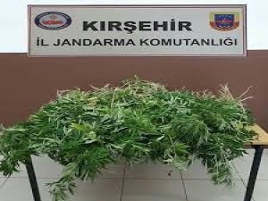 Kırşehir’de 110 kök Hint keneviri ele geçirildi