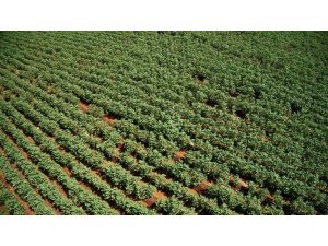 Pamuk üreticisini kurtçuk korkusu sardı