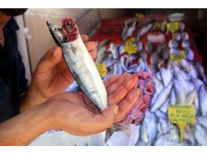 Sezonun ilk palamutları yüz güldürdü