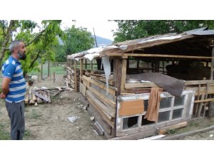 Başıboş köpekler hayvanları telef etti