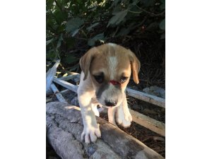 Kuşadası’nda odunla köpeği döverek bu hale getirdiler