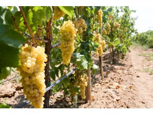 Buca’daki üzüm bağı projesinde rekolte bu yıl 4 ton