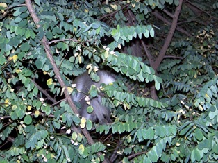 Maymun kaçtı ahali kovaladı