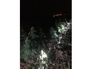 Bayramiç’te kenevir operasyonu