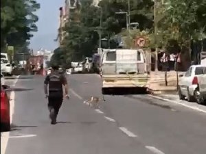 Şehrin göbeğinde tilki kovalamacası
