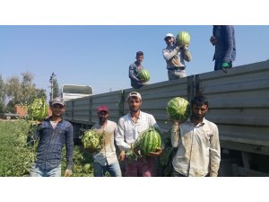 Geçen yıl tarlada kalan meşhur Ödemiş karpuzu bu yıl 55-60 kuruştan satılıyor